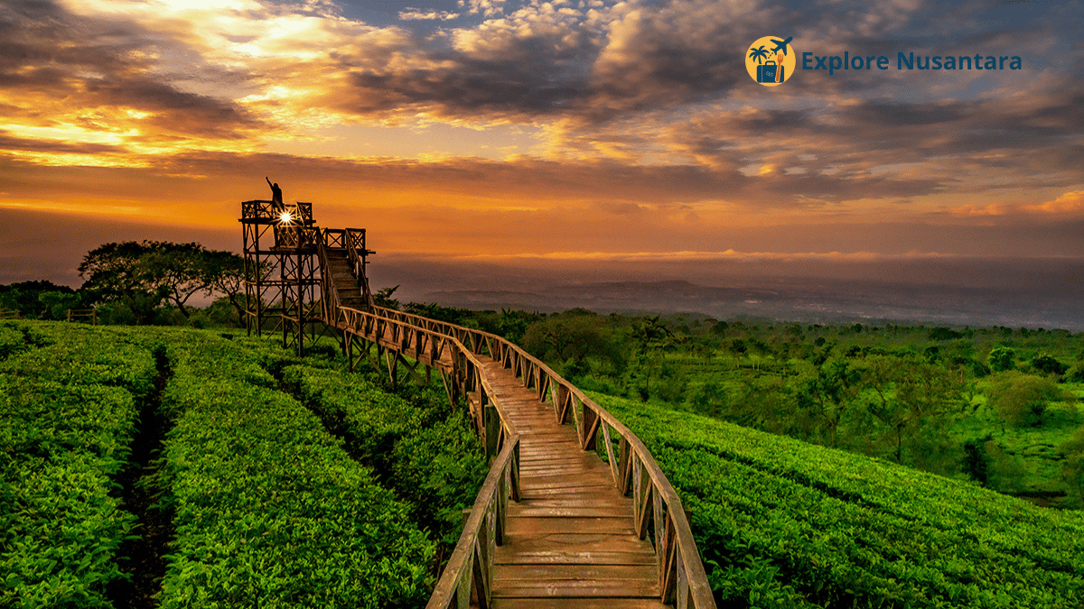 Hamparan kebun teh di Bukit Kuneer Wonosari dengan jembatan kayu membelah tengahnya