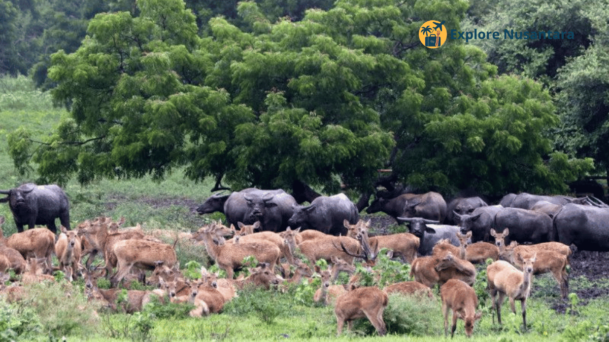 Savana Bekol di Baluran dengan rusa, kerbau liar dan latar Gunung Baluran destinasi wisata alam terbaik 2025