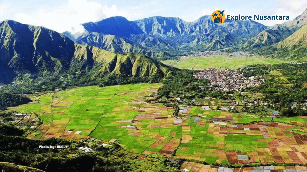 destinasi wisata alam terbaik 2025 View dari puncak Bukit Pergasingan Lombok dengan lanskap petak sawah dan Gunung Rinjani di kejauhan
