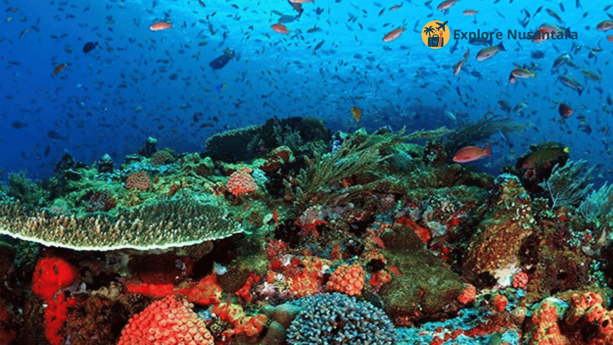 Wisatawan snorkeling di perairan jernih dekat Pulau Komodo