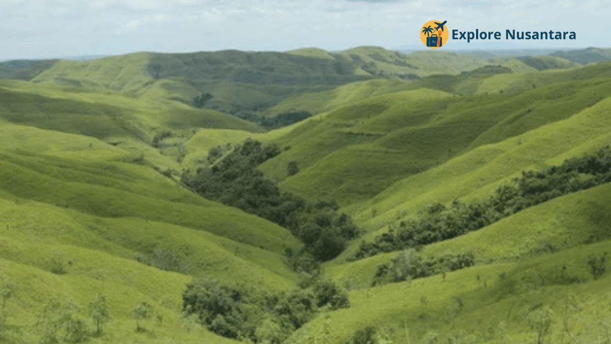 Wisata Sumba 2025 - Padang savana luas Bukit Wairinding dengan kontur perbukitan yang bergelombang di Sumba