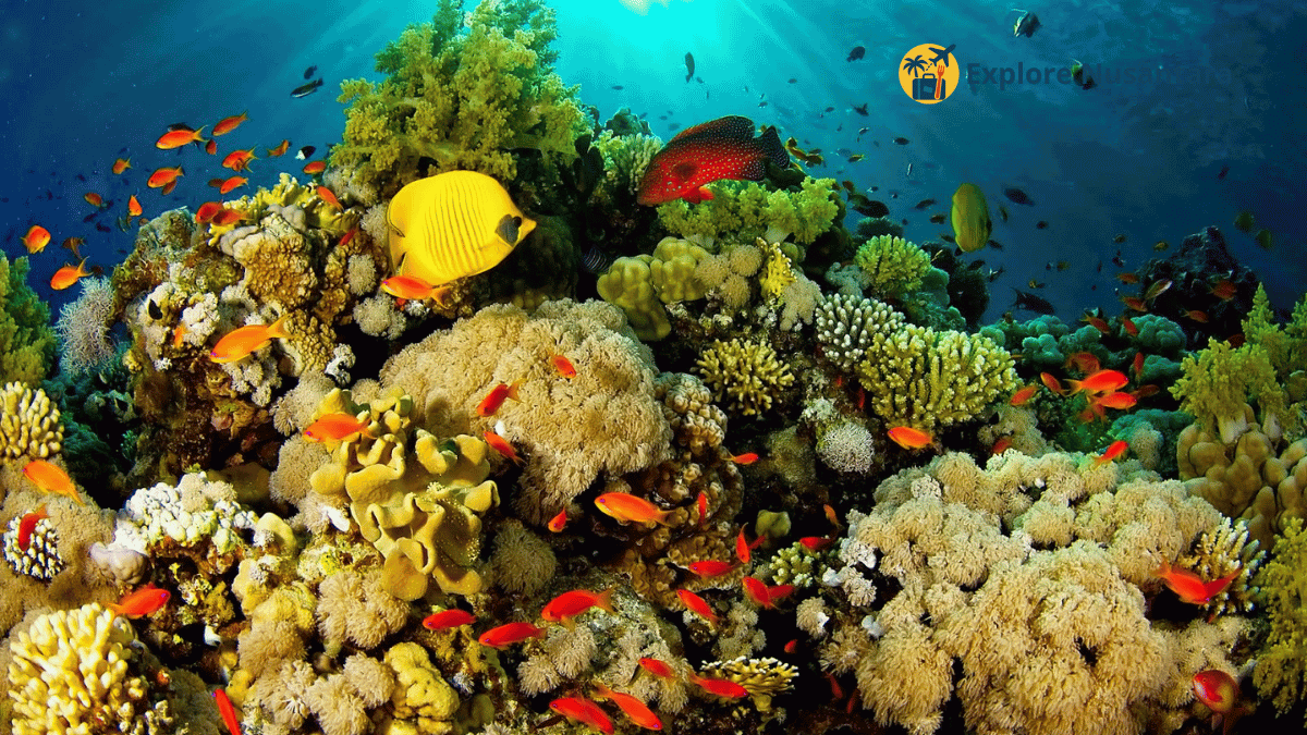 keindahan laut terancam Pemandangan bawah laut Misool di Raja Ampat dengan terumbu karang dan ikan tropis