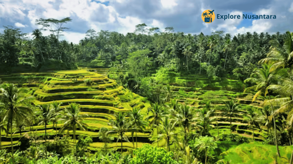Eksplorasi Ubud dan Nusa Penida - Pemandangan sawah terasering di Ubud Bali